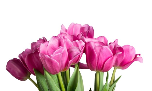 Roze tulpen geïsoleerd op wit