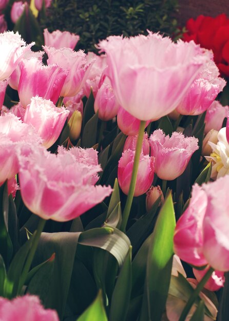 Roze tulpen in bloei op zonnige dag in een tuin zachte selectieve focus