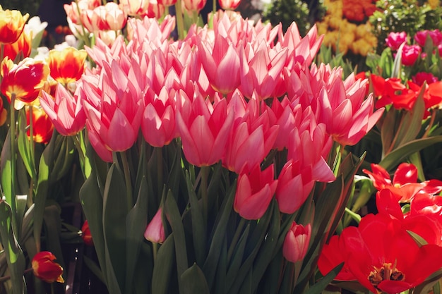 Roze tulpen in bloei op zonnige dag in een tuin zachte selectieve focus