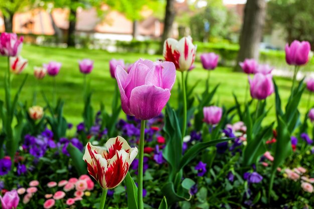 Roze tulpen in Cesky Krumlov