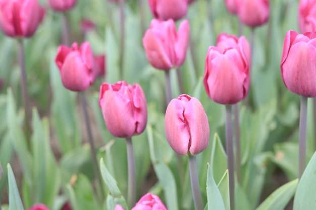 Roze tulpen in de parkaard Bloembed met tulpen of weide Natuurlijke achtergrond
