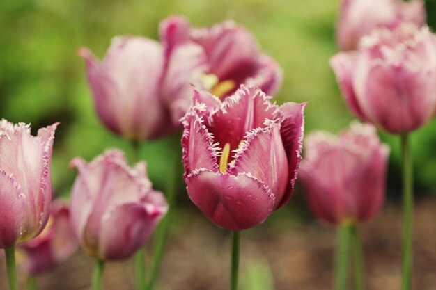 Roze tulpen in de tuin