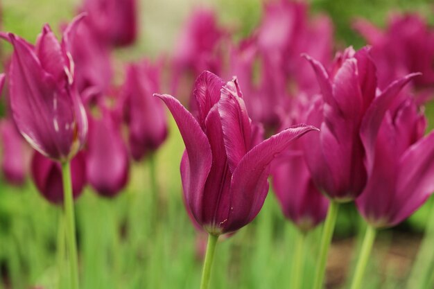 Roze tulpen in de tuin