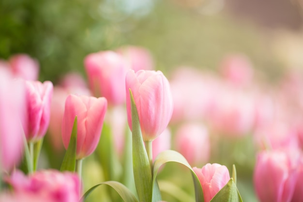 Roze tulpen in de tuin