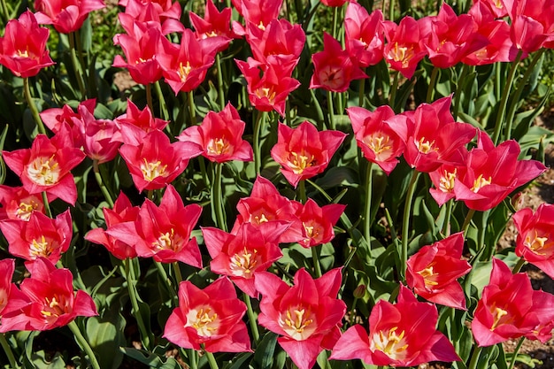 Roze tulpen in de tuin.