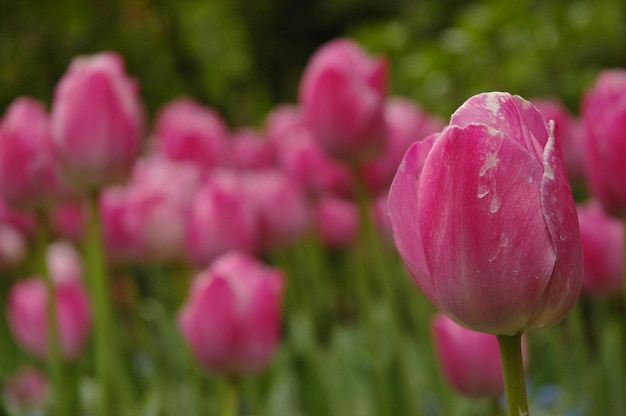 Roze tulpen in een veld