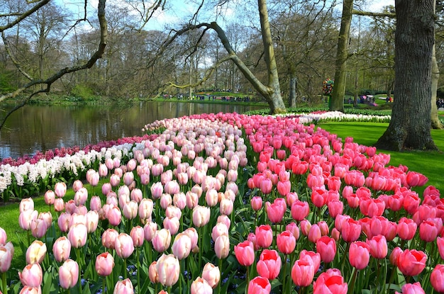 Foto roze tulpen in het park bij het meer