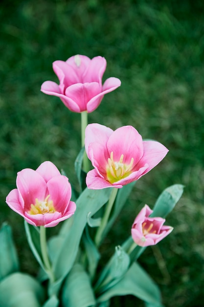 Roze tulpen in tuinaard