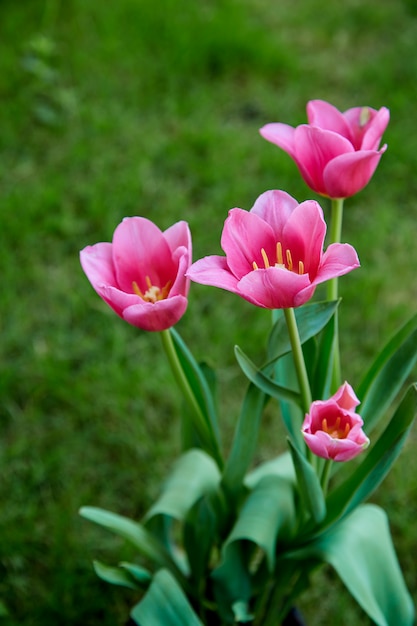 Roze tulpen in tuinaard