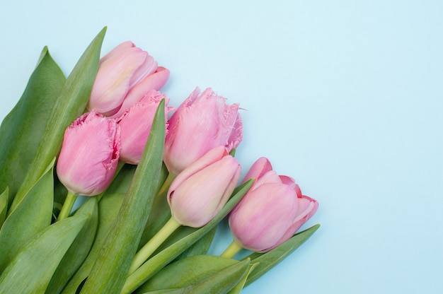 Roze tulpen op een blauw