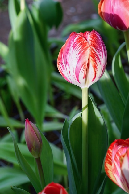 Roze tulpen op een bloemgebied