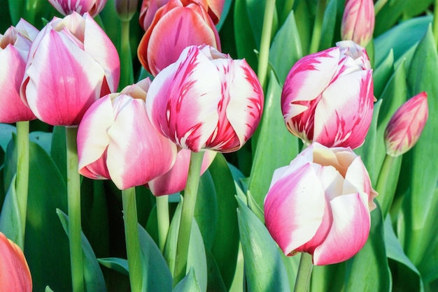 Roze tulpen op een bloemgebied