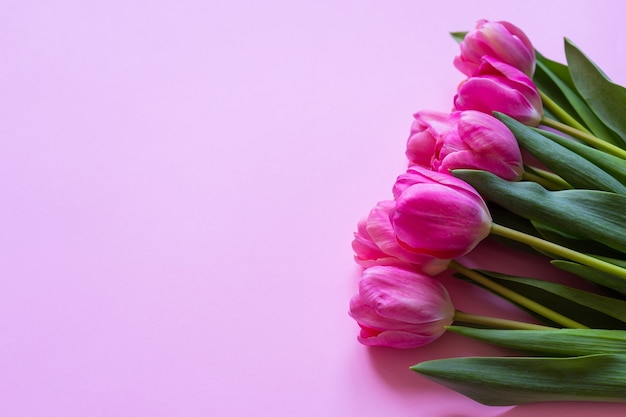 Roze tulpen op een roze achtergrond