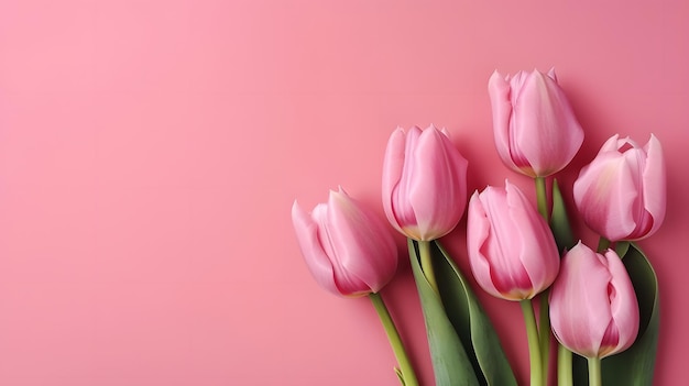 Roze tulpen op een roze achtergrond