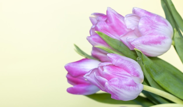 Roze tulpen op groene of gele achtergrond mini-ezel en cijfer 8 houten speelgoed voor kind 8 maart