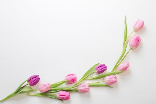 Roze tulpen op witte achtergrond