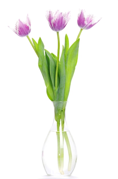 Roze tulpen op witte achtergrond