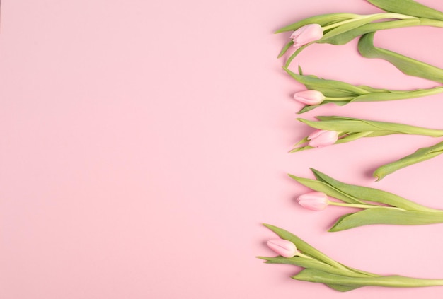 Roze tulpen wenskaart voor verjaardag, paasvakantie, vrouwendag, moederdag, bloemenachtergrond