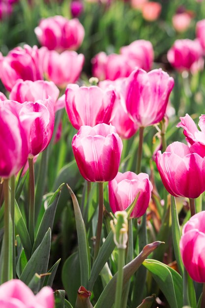 Roze tulpen