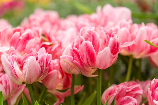 Foto roze tulpen