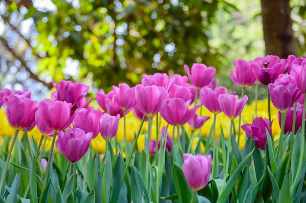 Roze tulpenbloei in de tuin