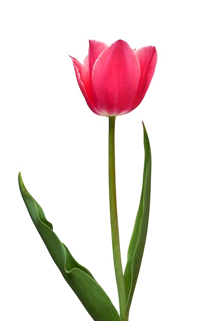 Roze tulpenbloem geïsoleerd op witte achtergrond