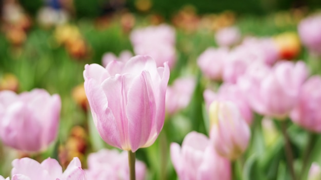 Roze tulpenbloem in een tuin.