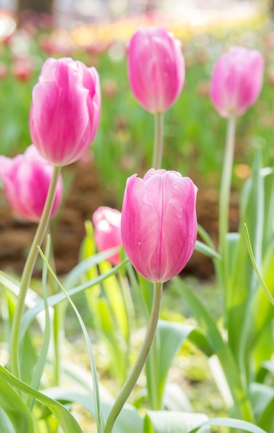 Roze tulpenbloem in tuin