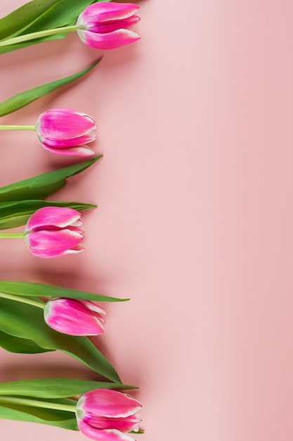 Roze tulpenbloem op blauwe houten lijstachtergrond met exemplaarruimte voor tekst.