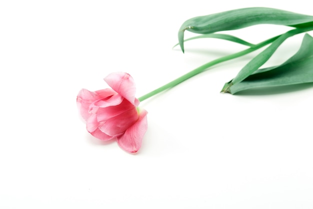 Roze tulpenbloem op geïsoleerd wit