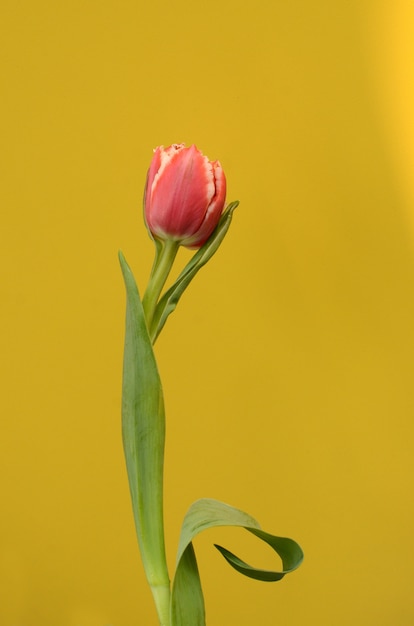 Roze tulpenbloem op gele achtergrond