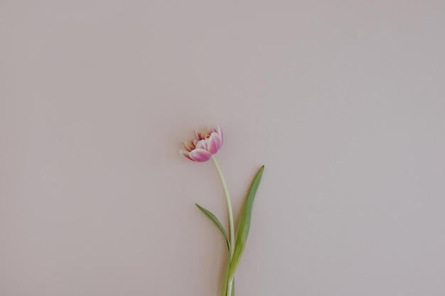 Roze tulpenbloem op neutrale pastelroze achtergrond Minimale esthetische stijlvolle bloemencompositie met kopieerruimte