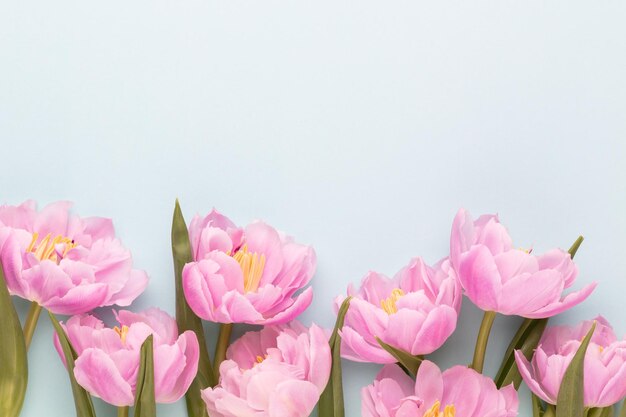 Roze tulpenbloem op pastelachtergrond