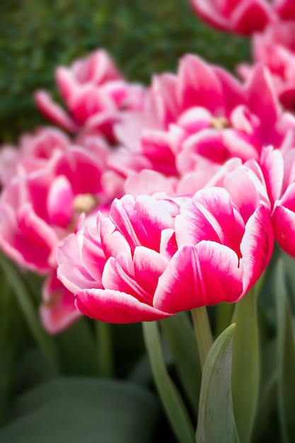 Roze tulpenbloem