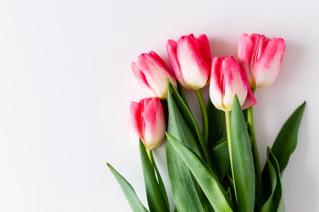 Roze tulpenbloemen boeket op witte achtergrond Flat lay top view