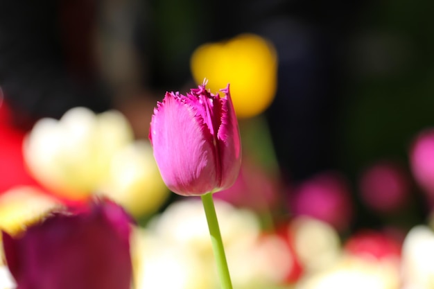 roze tulpenbloesem in het voorjaar