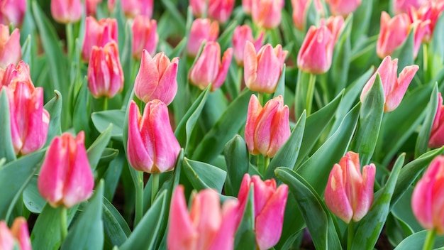 Roze tulpenvelden in een bloementuin.