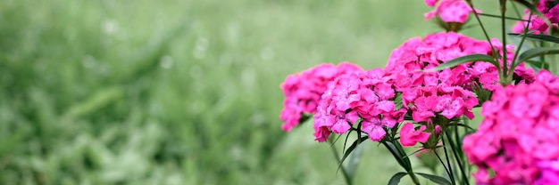 Roze turkse anjerstruikbloem in volle bloei op een achtergrond van vage groene bladeren en gras in de bloementuin op een zomerdag. ruimte voor tekst. banier