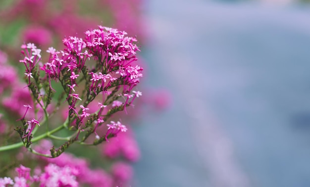 Roze valeriaan Latijnse naam Centranthus ruber