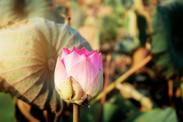 Roze van lotusbloem bij zonlicht.