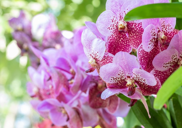 Roze vanda orchidee sanderiana