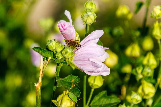 Roze veldkleuren met druppels en een kachel die stuifmeel verzamelt