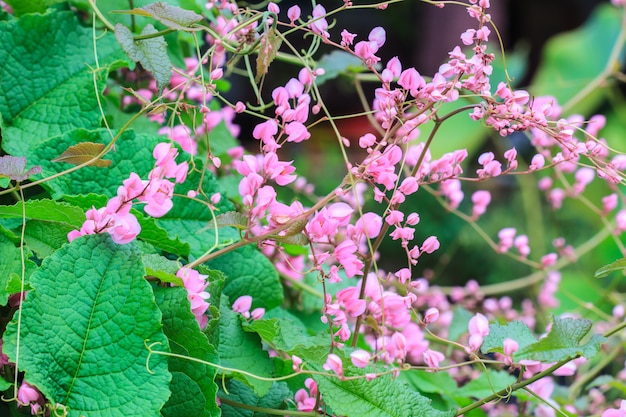 Roze verbonden wijnstokbloem