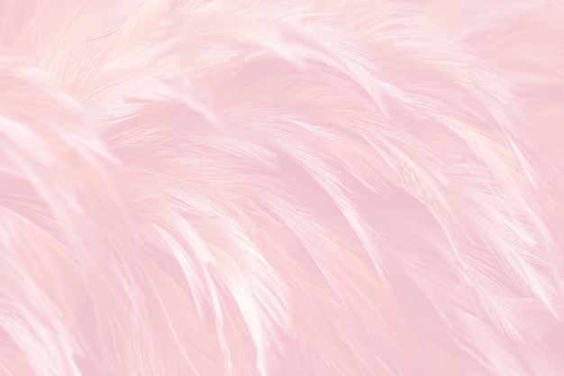 Roze veren textuur achtergrond