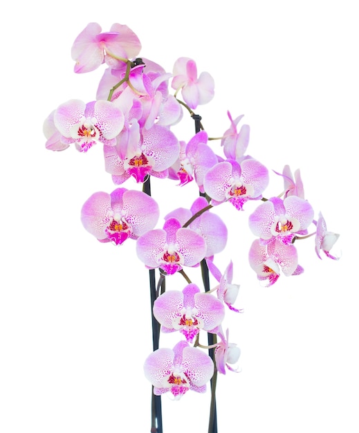 Roze verse orchideetak met bloemen die op witte achtergrond worden geïsoleerd