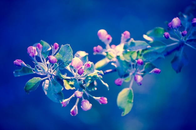 Roze vintage bloesem appelboom takken bij zonsopgang Lente natuurlijke achtergrond