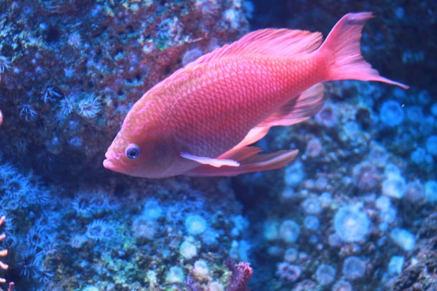 roze vis in het aquarium