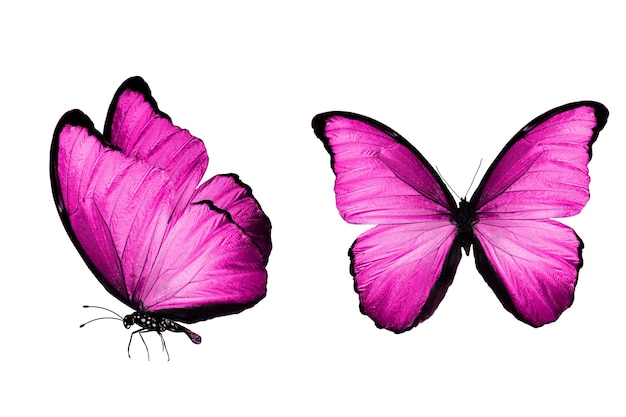 Roze vlinder. natuurlijk insect. geïsoleerd op witte achtergrond