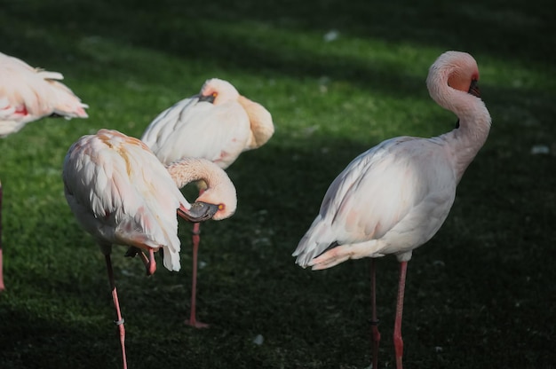 Roze volwassen flamingo op een grasveld