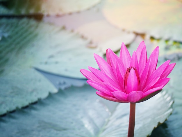 Roze waterlelie bij vijver in de tuin